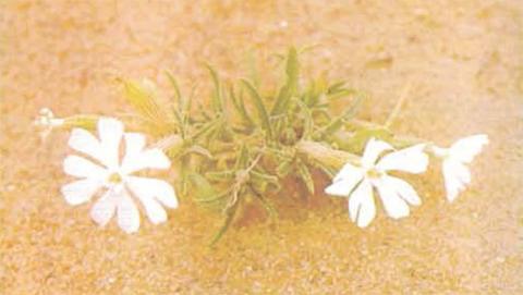 نباتات الكويت 