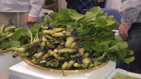 الفجل الياباني 