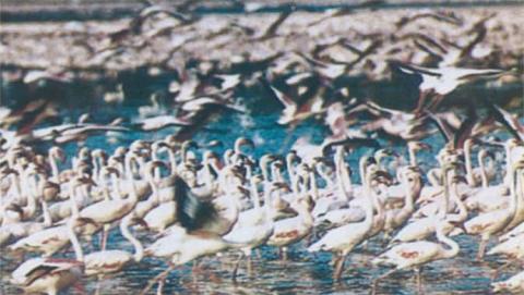 الحيوانات المهددة بالانقراض في الخليج 