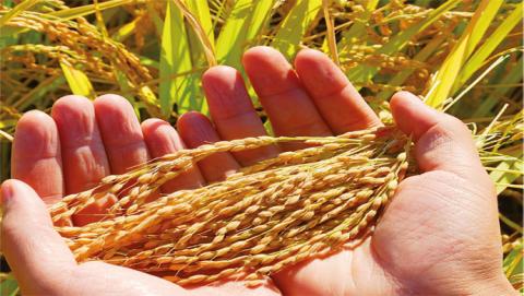 الأمن الغذائي