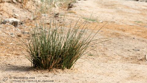 نباتات شبه الجزيرة العربية 