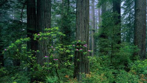 مستقبل التنوع البيولوجي