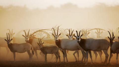 المها العربية