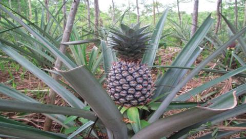 الأناناس